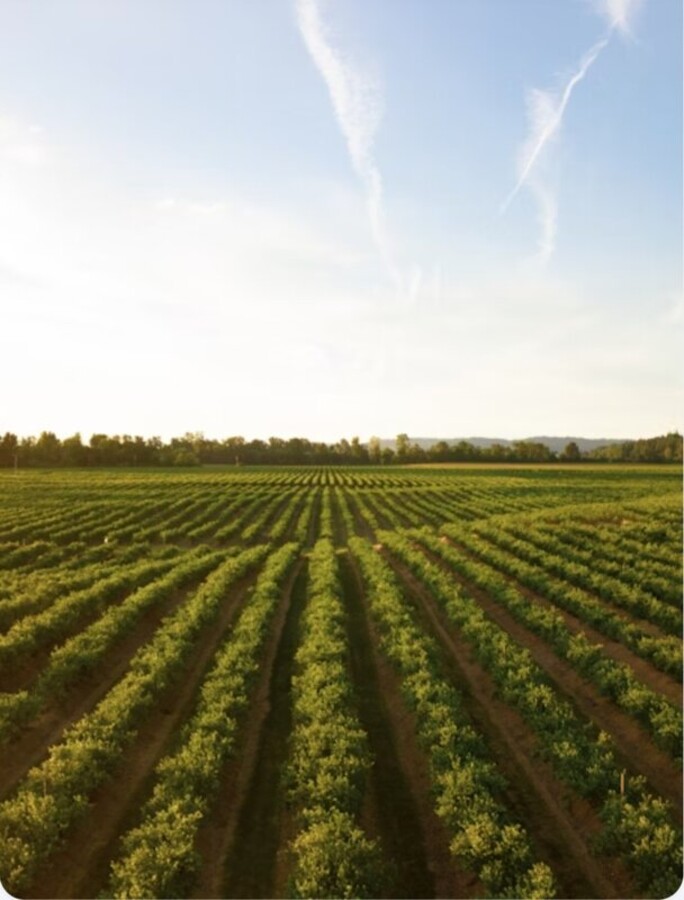 Egyptian agricultural land and farming operations