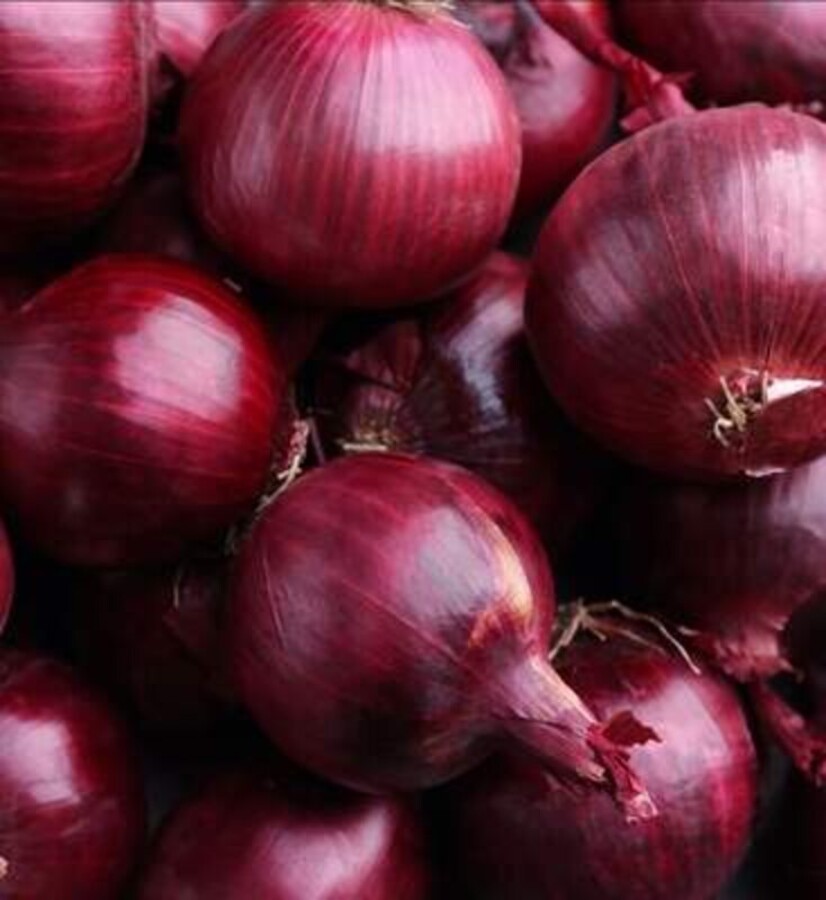 Premium Egyptian red onions