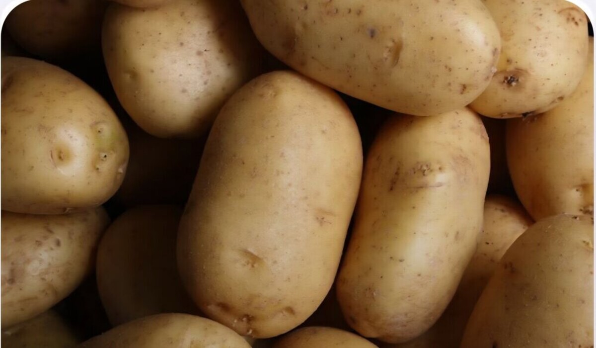 Premium Egyptian potatoes - fresh table and processing varieties